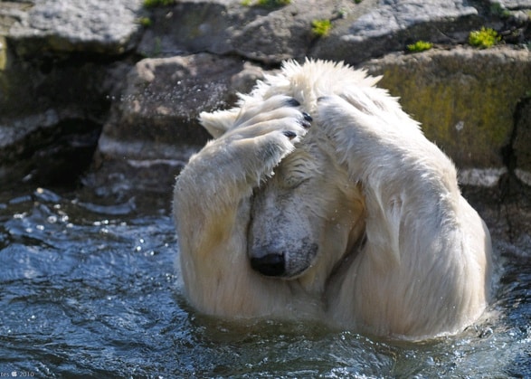 sich schämender Eisbär